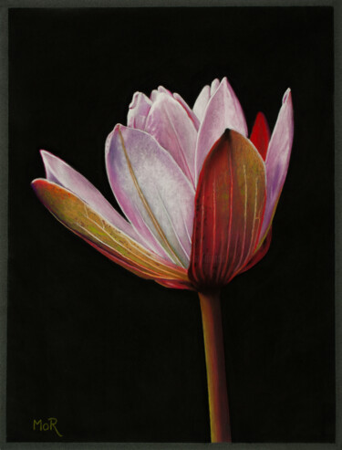 Peinture intitulée "Pink Lotus" par Dietrich Moravec, Œuvre d'art originale, Pastel