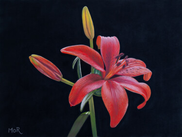 Painting titled "Red Lilly" by Dietrich Moravec, Original Artwork, Pastel