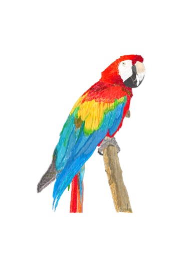Цифровое искусство под названием "Ara Parrot rood bla…" - Digitalartforyou, Подлинное произведение искусства, Карандаш