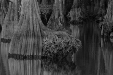 Fotografia intitolato "Louisiana Cypress B…" da Keith Skinner, Opera d'arte originale