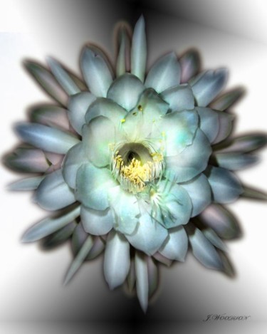 Digital Arts titled "Abstract Flower" by Jennifer Woodson, Original Artwork, Digital Painting