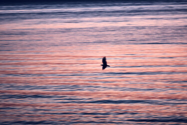 Photographie intitulée "Fly free" par Dimitrios Paterakis, Œuvre d'art originale, Photographie numérique