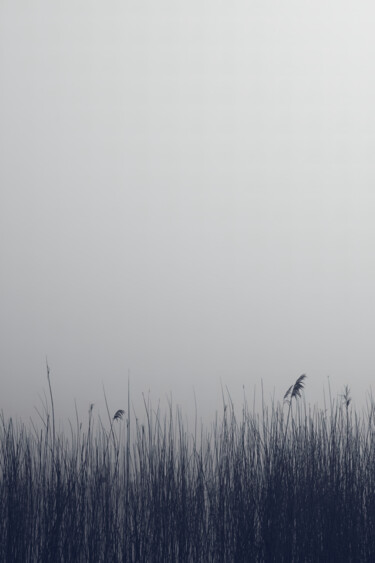 Fotografia zatytułowany „The reeds and the i…” autorstwa Dimitrios Paterakis, Oryginalna praca, Fotografia cyfrowa