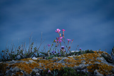 Fotografía titulada "Beauty at the edge" por Dimitrios Paterakis, Obra de arte original, Fotografía digital