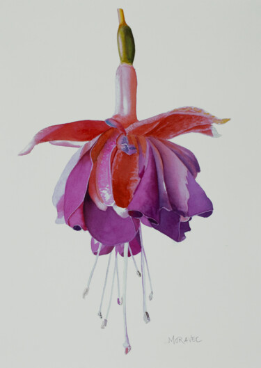 Fuchsia Malerei mit dem Titel "Fuchsia" von Dietrich Moravec, Original-Kunstwerk, Aquarell