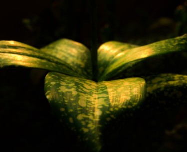 Fotografie getiteld "Leaves" door Dinil Samarasinha, Origineel Kunstwerk, Digitale fotografie