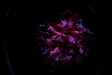 摄影 标题为“Hibisceae Xi” 由Dino Codevilla, 原创艺术品, 光绘摄影