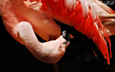 Fotografia intitulada "flamingo" por Diogo Hungria, Obras de arte originais