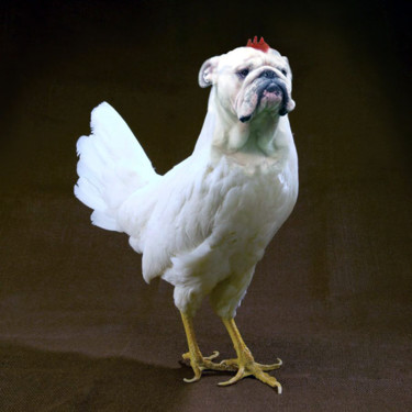 Arte digital titulada "Le pouledog.jpg" por Laurent Diesler, Obra de arte original, Foto-montaje