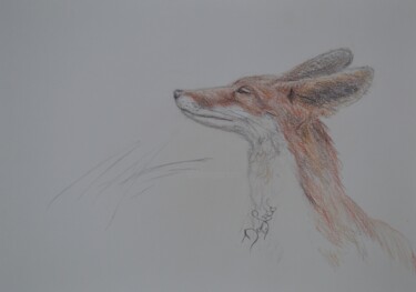 Drawing titled "Young Fox" by Diviciac, Original Artwork, Pencil