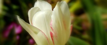 Photography titled "Tulipes fleurs et b…" by Divine Kanza, Original Artwork