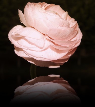 Photographie intitulée "Fleur pivoine macro." par Divine Kanza, Œuvre d'art originale