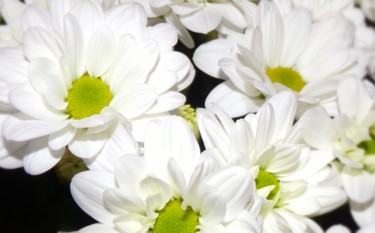 Photographie intitulée "Fleurs blanches." par Divine Kanza, Œuvre d'art originale
