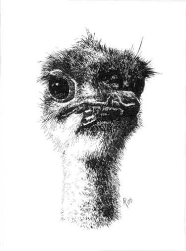 Drawing titled "Ostrich Youngling" by Mish P, Original Artwork