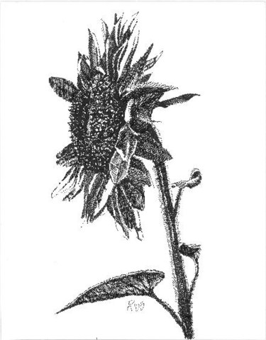 Drawing titled "Sunflower" by Mish P, Original Artwork, Other