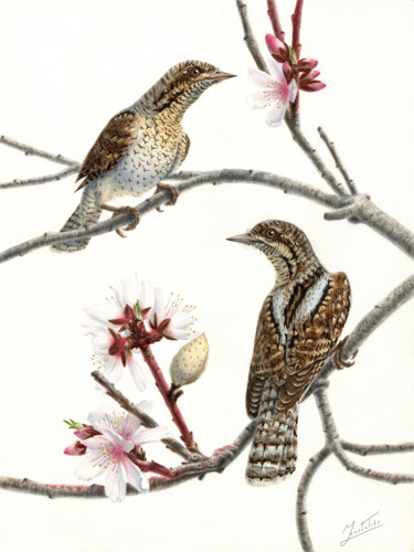 Painting titled "WRYNECK AND BLOSSOM…" by Dmitrii Kastalskii, Original Artwork, Watercolor