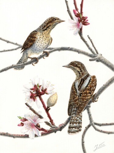 Schilderij getiteld "WRYNECK AND BLOSSOM…" door Dmitrii Kastalskii, Origineel Kunstwerk, Aquarel