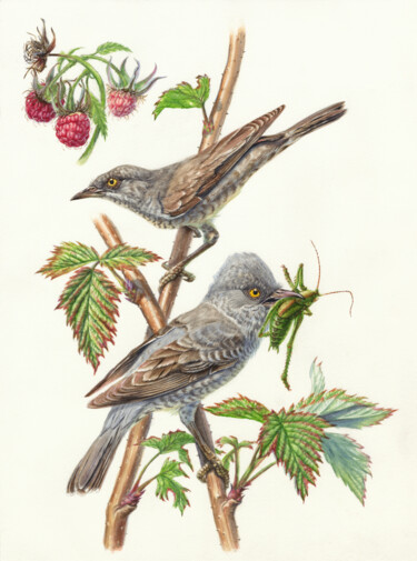 Pittura intitolato "Barred warblers in…" da Dmitrii Kastalskii, Opera d'arte originale, Acquarello