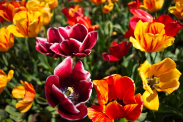 Photographie intitulée "Colorful tulips" par Dmitrii Kondratev, Œuvre d'art originale, Photographie numérique