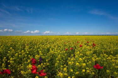 Фотография под названием "A green field with…" - Dmitrii Kondratev, Подлинное произведение искусства, Цифровая фотография