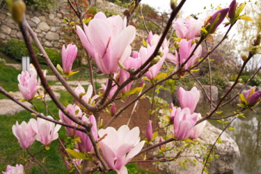 Фотография под названием "Magnolia blossoms i…" - Dmitrii Kondratev, Подлинное произведение искусства, Цифровая фотография