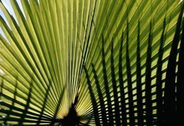 Photography titled "Palm Leaves" by Dmorco, Original Artwork