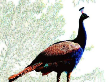 Photography titled "Peacock on contour…" by Dmorco, Original Artwork