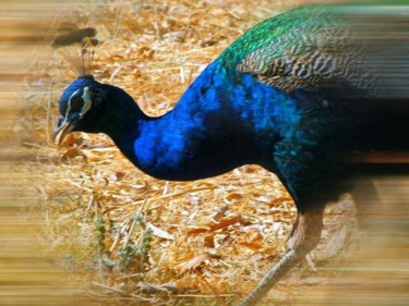 Photography titled "Peacock zoomed" by Dmorco, Original Artwork