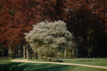 Fotografie getiteld "lente 4" door Doen, Origineel Kunstwerk, Digitale fotografie