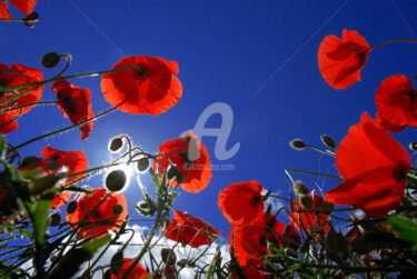 Photography titled "Coquelicot 2" by Dol, Original Artwork