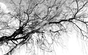 Photographie intitulée "tree" par Dol, Œuvre d'art originale