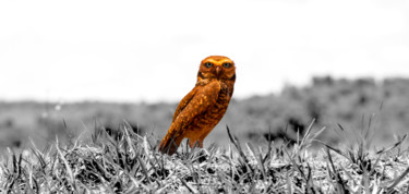 Photography titled "Hibou Rouge" by Dom Cadres, Original Artwork, Manipulated Photography