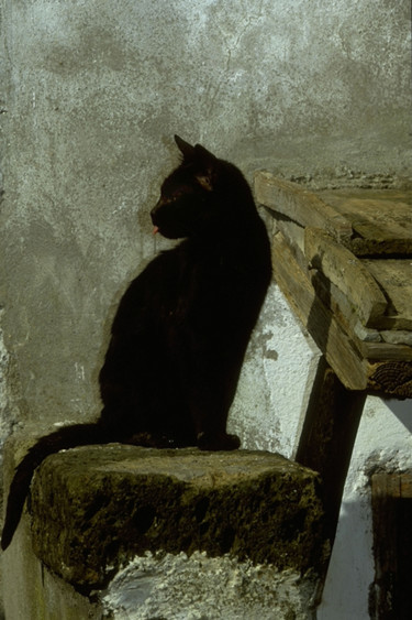 Photography titled "Black Cat" by Dodi Ballada, Original Artwork