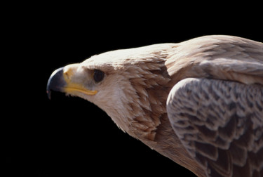 Fotografia intitolato "Bird of prey" da Dodi Ballada, Opera d'arte originale