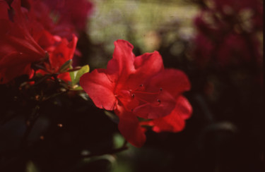 Fotografía titulada "Just Red Flowers" por Dodi Ballada, Obra de arte original
