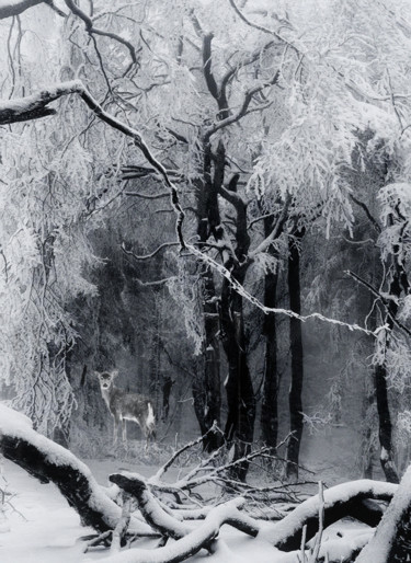 「L'hiver vient」というタイトルの写真撮影 Dodi Balladaによって, オリジナルのアートワーク, デジタル