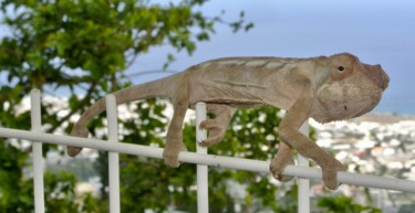 Fotografie mit dem Titel "Le salut du caméléon" von Dominique Alquier, Original-Kunstwerk