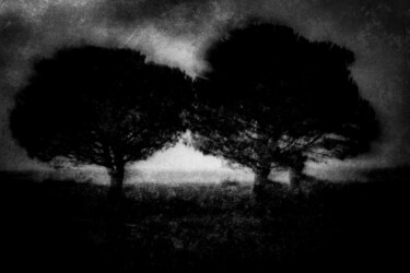 Photography titled "Arbres N/B" by Dominique Cahier, Original Artwork, Digital Photography
