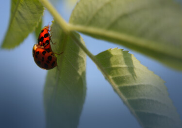 Photographie intitulée "Coccinelle" par Dominique Coppens, Œuvre d'art originale, Photographie numérique