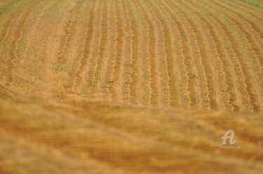 Photography titled "champs de blé 11" by Dominique Goujard, Original Artwork