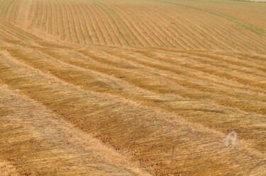 Photography titled "champs de blé 12" by Dominique Goujard, Original Artwork