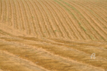 Photographie intitulée "champs de blé 13" par Dominique Goujard, Œuvre d'art originale