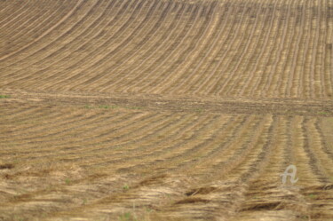 Photography titled "champs de blé 14" by Dominique Goujard, Original Artwork