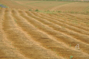 Photographie intitulée "champs de blé 15" par Dominique Goujard, Œuvre d'art originale