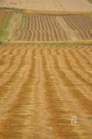 Photography titled "champs de blé 16" by Dominique Goujard, Original Artwork