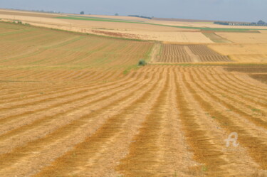 Photographie intitulée "champs de blé 16" par Dominique Goujard, Œuvre d'art originale