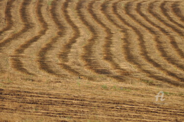 Photographie intitulée "champs de blé 17" par Dominique Goujard, Œuvre d'art originale