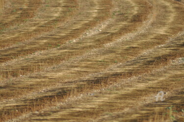 Photography titled "champs de blé 19" by Dominique Goujard, Original Artwork