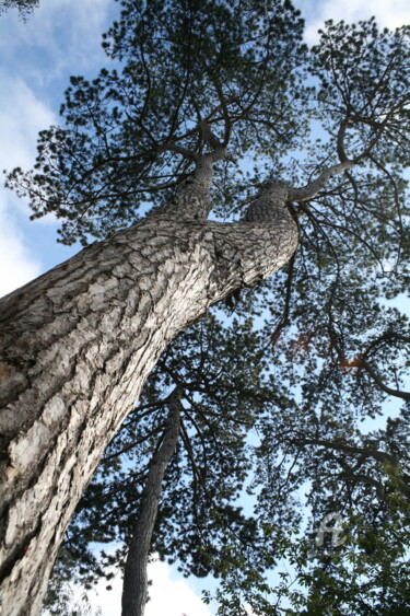 「Tronc d'arbres 1」というタイトルの写真撮影 Dominique Goujardによって, オリジナルのアートワーク