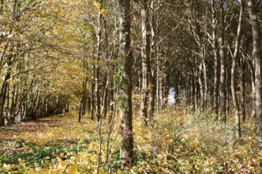 Photographie intitulée "Allée 6" par Dominique Goujard, Œuvre d'art originale